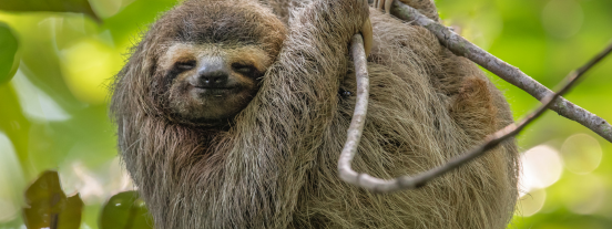 Pet and Paint a sloth