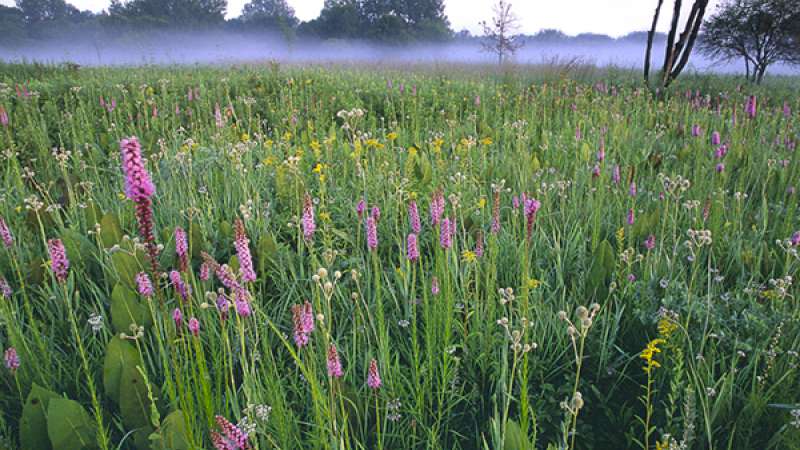 Wolf Road Prairie Nature Preserve